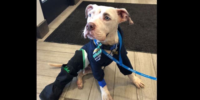 Police say that Taho's recovery will cost approximately $7,500 and encouraged the public to donate to his recovery.