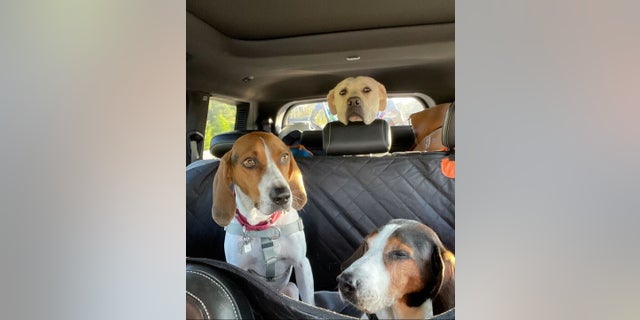 Rescue dogs Frankie, Igor and Chester were allegedly targeted with poisonous meat by a neighbor in Virginia.