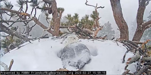 A bald eagle egg being warmed in a nest in Southern California on Feb. 27, 2023. Experts said that the two bald eagle eggs laid last month are unlikely to hatch. 