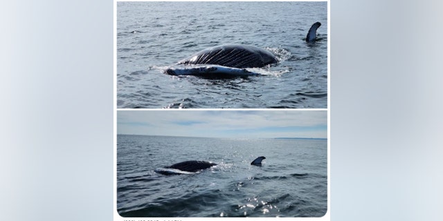 Stranded or dead large whale