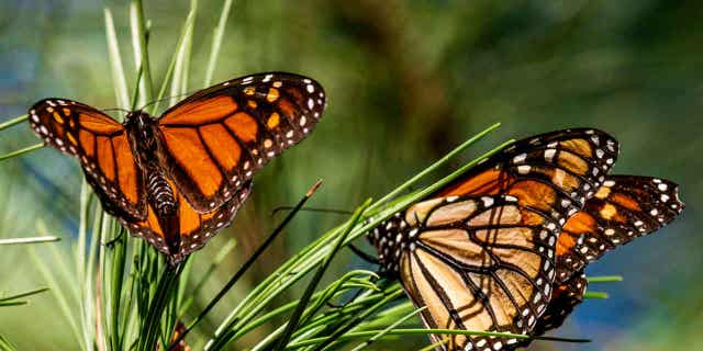 Monarch butterflies land on branches at a sanctuary in Pacific Grove, California, on Nov. 10, 2021. The Biden administration proposed regulatory changes on Feb. 8, 2023, to encourage voluntary conservation projects on private land.