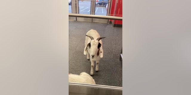 Two goats wandered into a Target near Cypress Wood and I-45 in Harris County, Texas. (And this isn't the start of a joke!)