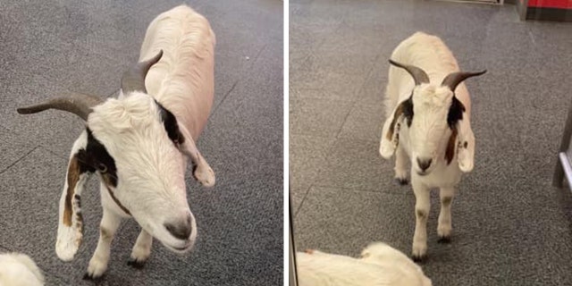 The two goats have not yet been claimed and will remain in the custody of the Harris County Sheriff's Office before being put up for auction.