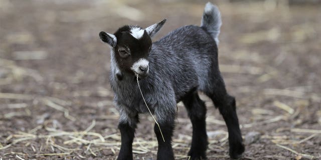 Mexico City zoo director killed and cooked 4 goats for holiday party | Fox News Mexico City zoo director killed and cooked 4 goats for holiday party | Fox News