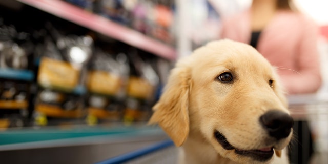 "If it’s not a service animal, then it’s on you to make sure you can keep your pet outside the grocery store," a user on Reddit shared.