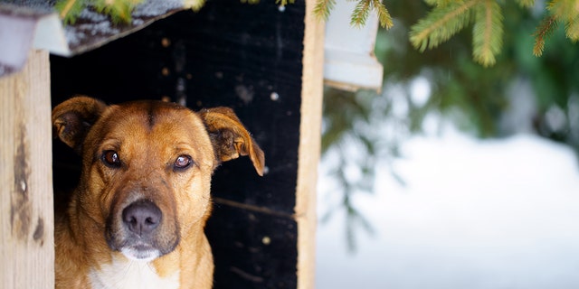 Dr. Brian Hurley recommends providing proper shelter for pets if they must be outside in cold temperatures. 