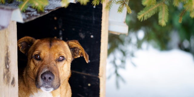 Dr. Brian Hurley recommends providing proper shelter for pets if they must be outside in cold temperatures.
