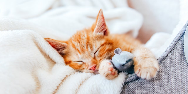 Monitoring your pets can be one of the best ways to ensure their safety during the winter season, veterinarians say.