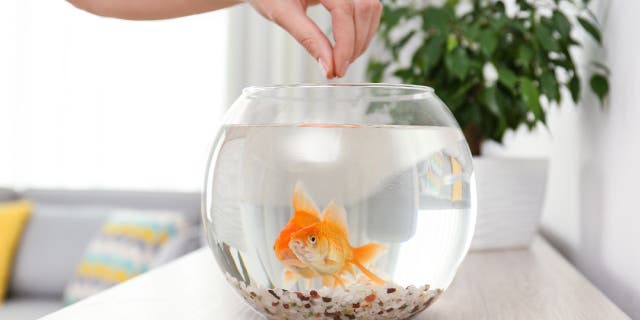 Pet fish can be kept in small filter-free tanks or large tank-equipped aquariums.