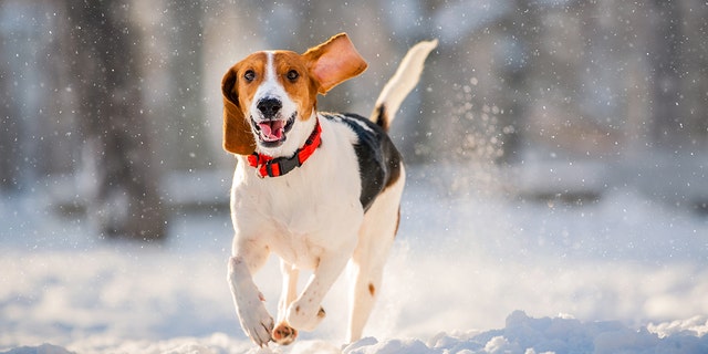 Keeping pets hydrated during the winter is crucial to their good health.