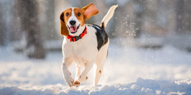 Keeping pets hydrated during the winter is crucial to their good health.