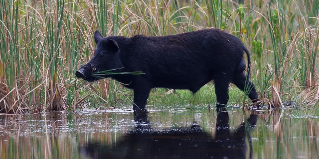 The European wild boar was bred with a domestic pig to create a "super pig" that can survive harsh winters and grows to large sizes.