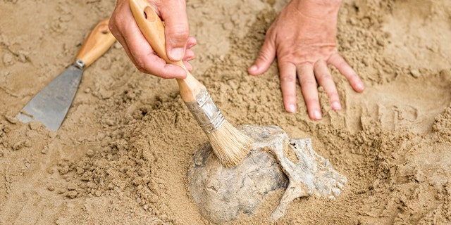 The hands of an anthropologist reveal a human skull as it's brushed from the dirt.