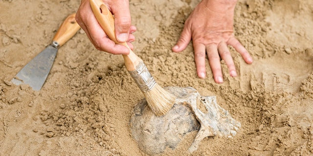 The hands of an anthropologist reveal a human skull as it's brushed from the dirt. 