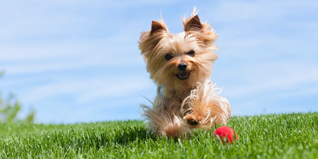The Reddit user said her dog is a small Yorkshire terrier (not pictured) named Peanut. She briefly ran into the grocery store with her dog to grab a few items, she said. That's when trouble started.