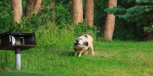 Feral pigs must be stopped before they can become established, said Dr. Ryan Brook of Canada.
