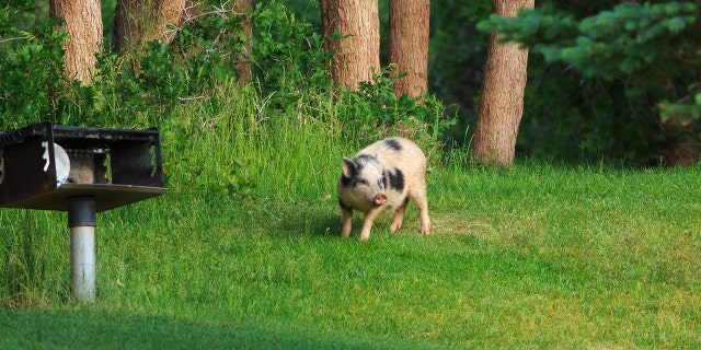 Feral pigs must be stopped before they can become established, said Dr. Ryan Brook of Canada.