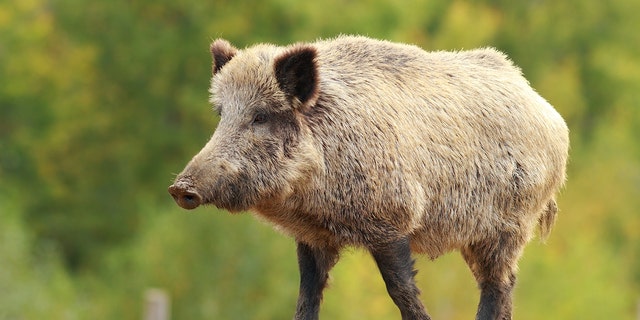 Wild pigs must be met with a "rapid and highly aggressive response" an expert told Fox News Digital. 