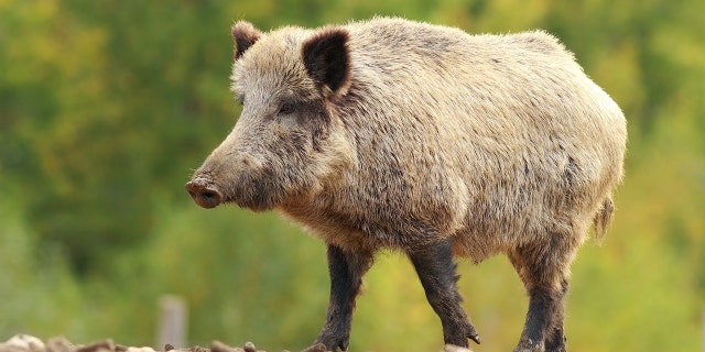 wild pig boar scary pig super pig canada