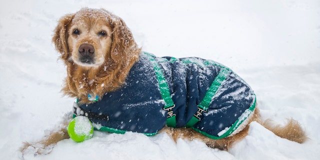 Providing pets with a coat or booties can be beneficial for them when they will be spending time outdoors, said Dr. Hurley.