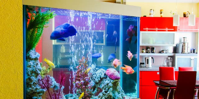 Pet fish cost at Missouri residence elaborate shocks alternative renter mistake ‘can be corrected quickly’ Pet fish cost at Missouri residence elaborate shocks alternative renter mistake ‘can be corrected quickly’