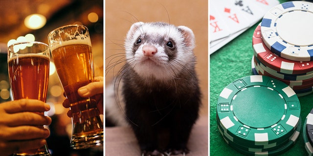 The U.S. has had its fair share of weird laws, including a law against drunkenness at the airport, a hunting ferret ban and a rule against no gambling at the airport. Check out these and more odd, surprising laws!