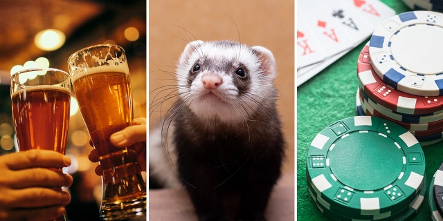 The U.S. has had its fair share of weird laws, including a law against drunkenness at the airport, a hunting ferret ban and a rule against no gambling at the airport. Check out these and more odd, surprising laws!