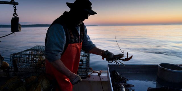 In Maine, size limits on lobsters may soon be imposed in a conservation effort by the nation's lobster fishing capital.