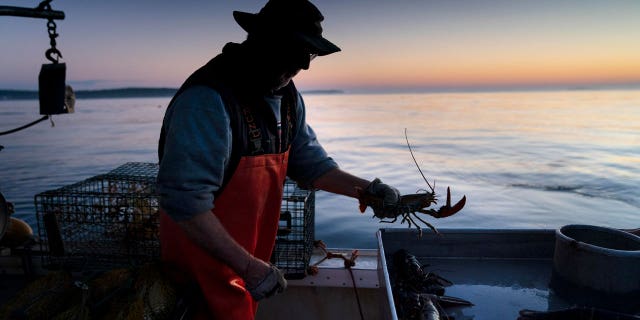 In Maine, size limits on lobsters may soon be imposed in a conservation effort by the nation's lobster fishing capital.