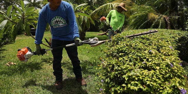 Homestead, Florida landscaper Carlos Morales, a member of WeCount!, a union of low-wage immigrant workers and their families, wears his tee shirt to work. 