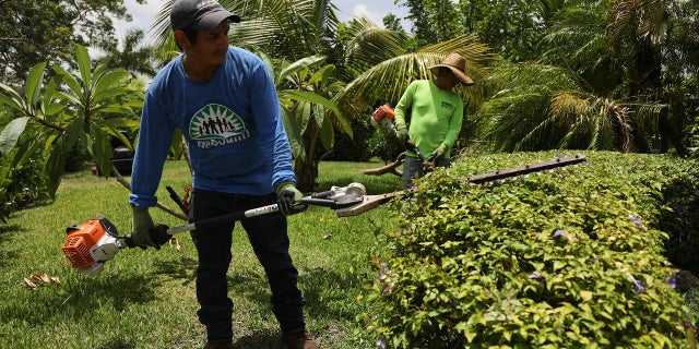 Homestead, Florida landscaper Carlos Morales, a member of WeCount!, a labor union of low wage immigrant workers and their families, wears his teeshirt to work. 