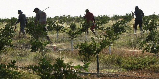Migrant farm workers check irrigation lines in an orange grove managed by a fifth generation citrus grower on December 14, 2022, in Fort Meade, Florida.