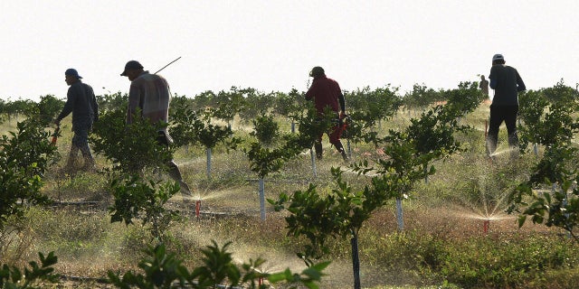 Migrant farm workers check irrigation lines in an orange grove managed by a fifth generation citrus grower on December 14, 2022, in Fort Meade, Florida.