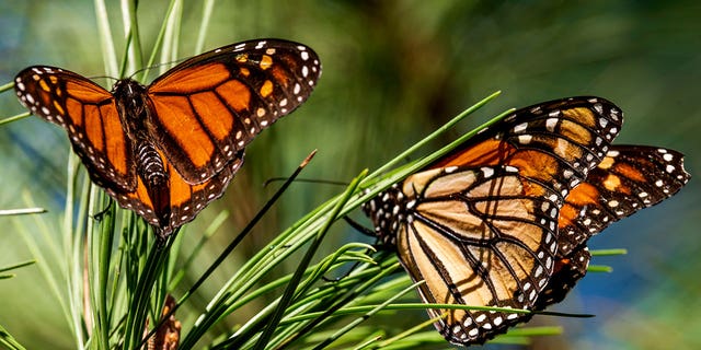 Butterflies perch on branches at Monarch Grove Preserve in Pacific Grove, California on November 10, 2021. 