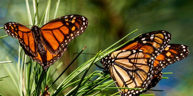 Butterflies sit on branches at Monarch Grove Sanctuary in Pacific Grove, California, on Nov. 10, 2021.