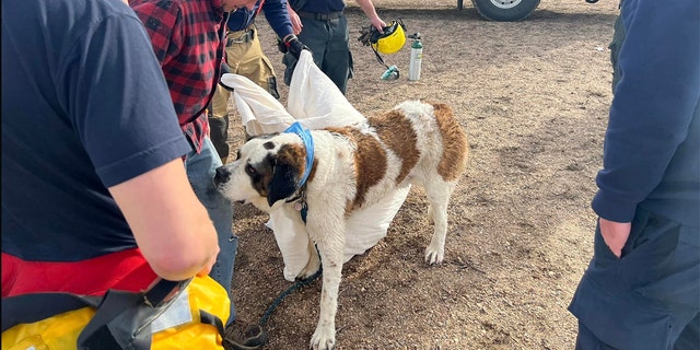 Mumford fell through the ice while chasing a rock — and was rescued shortly after local fire department responded. 