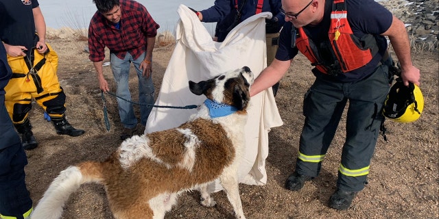 Mumford the St. Bernard is now safe at him with his owners after falling through ice on Feb. 11.