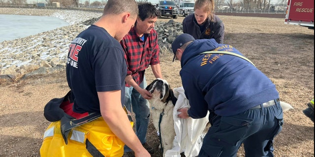The Adams County Fire Rescue team dry off Mumford the St. Bernard after he fell through ice on Jim Baker Reservoir.