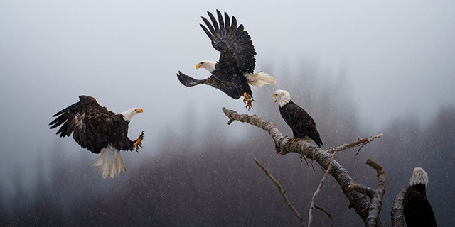 A bald eagle arrives to steal a perch on a tree log that offers a strategic view of the shoreline at the Chilkat Bald Eagle Preserve in Alaska. When other eagles drag freshly caught salmon in from the water, these bystanders swoop in to take a share.
