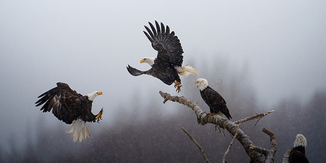 A bald eagle arrives to steal a perch on a tree log that offers a strategic view of the shoreline at the Chilkat Bald Eagle Preserve in Alaska. When other eagles drag freshly caught salmon in from the water, these bystanders swoop in to take a share.