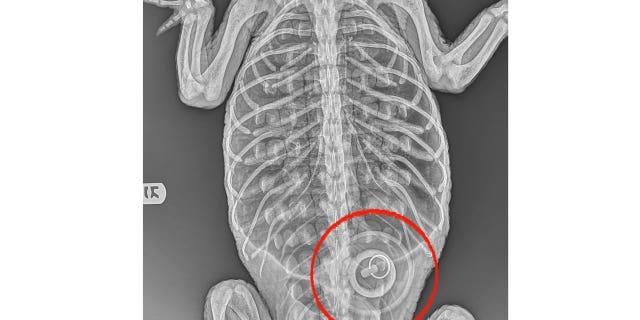 The alligator found Sunday in a Brooklyn, New York, lake had somehow ingested a bathtub stopper, authorities say.