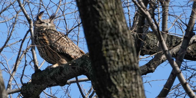 Flaco, a Eurasian eagle-owl who escaped his enclosure at the Central Park Zoo on Feb. 2, has become a local celebrity in New York City.