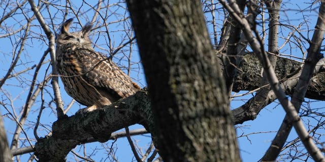 Flaco, the Eurasian eagle owl that escaped from its enclosure at the Central Park Zoo on February 2, has become a local celebrity in New York City.