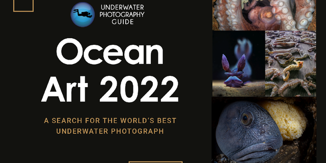 The 11th Annual Ocean Art Underwater Photo Contest hosted by the Underwater Photography Guide awards photographers who captured impressive underwater photos in 2022.
