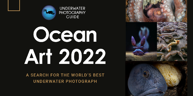 The 11th Annual Ocean Art Underwater Photo Contest hosted by the Underwater Photography Guide awards photographers who captured impressive underwater photos in 2022.