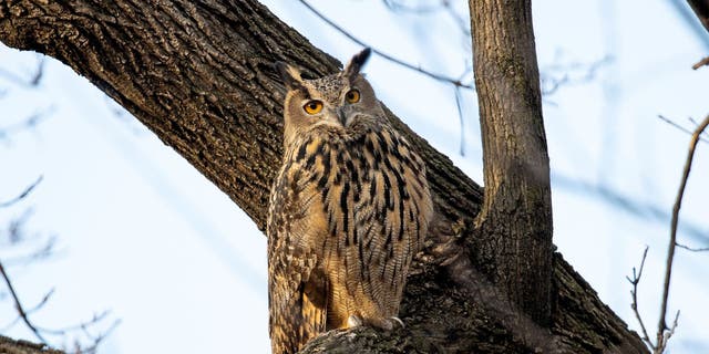 Flaco, a Eurasian eagle owl that escaped from the Central Park Zoo, continues to roost and hunt in Central Park in New York City.