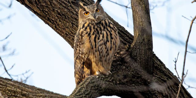 Flaco, a Eurasian eagle owl that escaped from the Central Park Zoo, continues to roost and hunt in Central Park in New York City.