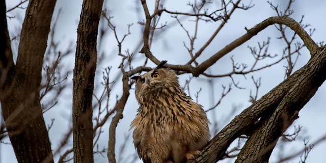 Flaco, a Eurasian eagle owl that escaped from the Central Park Zoo, continues to roost and hunt in Central Park in New York City on Wednesday.