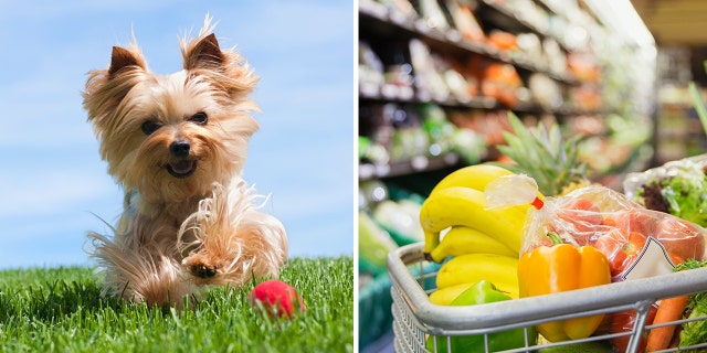 A Reddit user took to the social media platform to ask if she was in the wrong for bringing her dog inside a grocery store. The debate may be impacted by location.