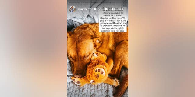 Sarah Herron wrote in her Instagram story that their dog, Rio, had fallen asleep with a teddy bear from their late son's bassinet.